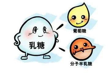 乳糖酶是什么？缺乏乳糖酶有四大危害！
